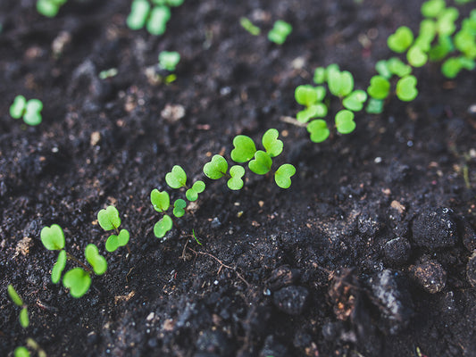 Organic Seedling sprout