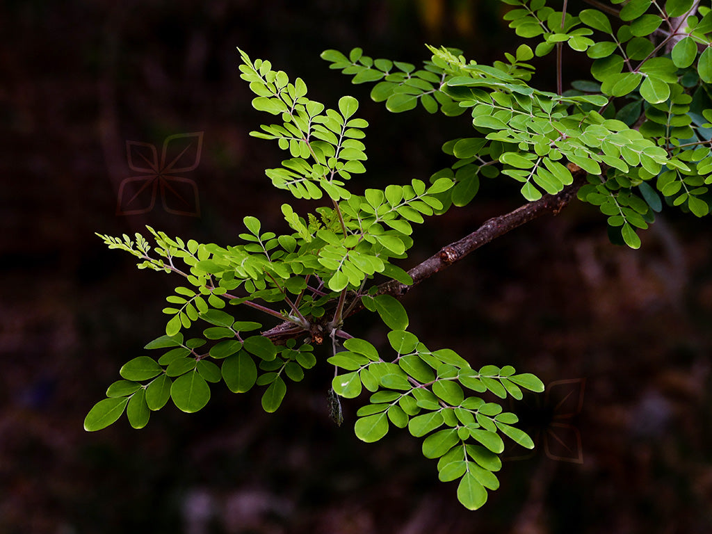Super Green Wonders: The Health Benefits of Moringa